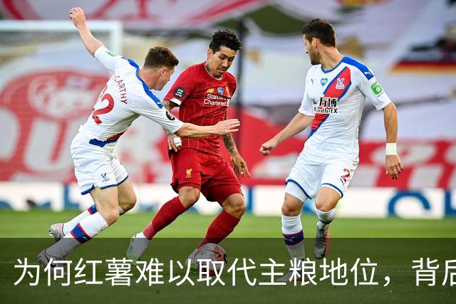 为何红薯难以取代主粮地位，背后的深意让人深思